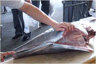 マグロ解体ショー