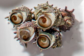 ダイヤモンドプラン